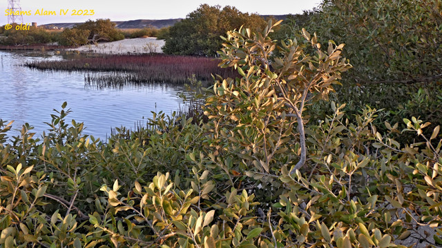 P1290090.jpg