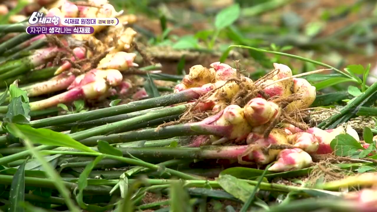 6시내고향 경북 영주 생강 마 캡처