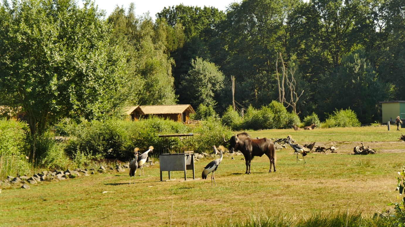 Serengeti-Park / Серенгети-Парк и кусочек Касселя