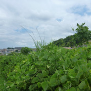 P1320408