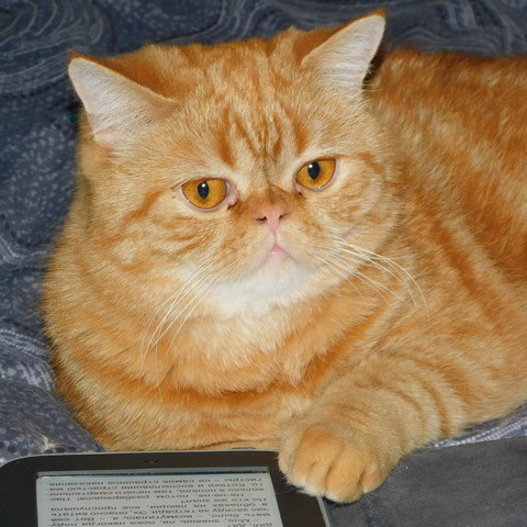 The new Kottan The new Kottan