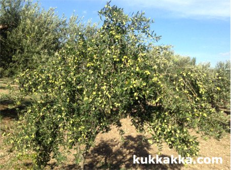 Nocellara del Belice olive tree