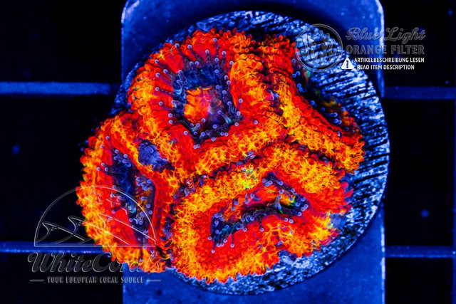 F221203-606