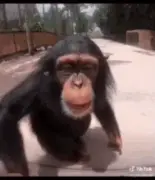 monke.webp