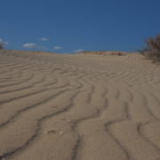 DSCF8509
