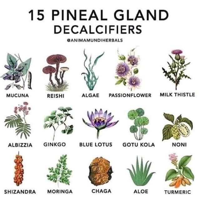 pineal-decalcifiers
