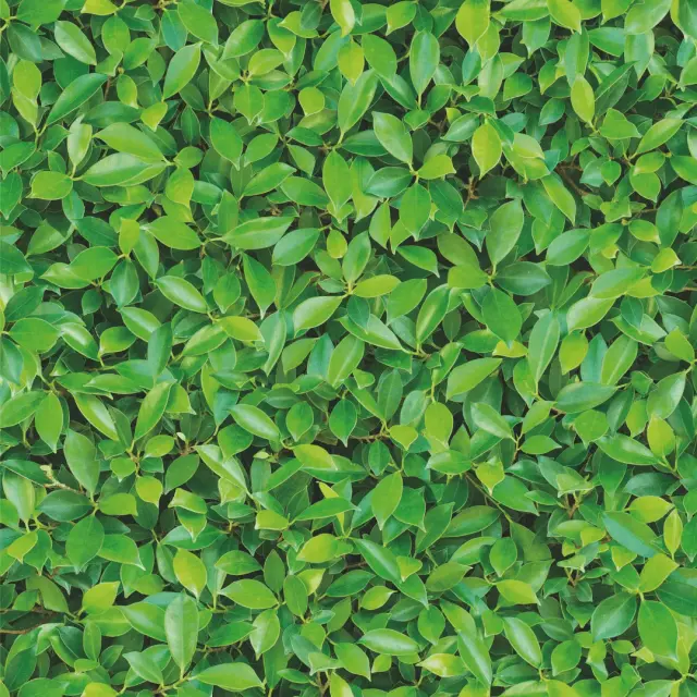 34801-zen-png.webp