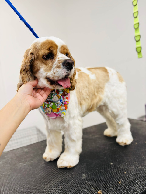 Archie Pet Care Spa Gallery