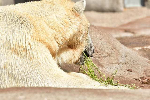 Polar bear at Copenhagen Zoo