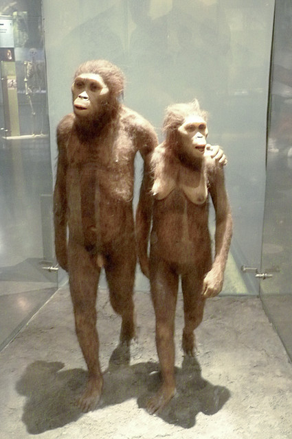 Australopithecus.jpg