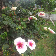 IMG 20260701 WA0060