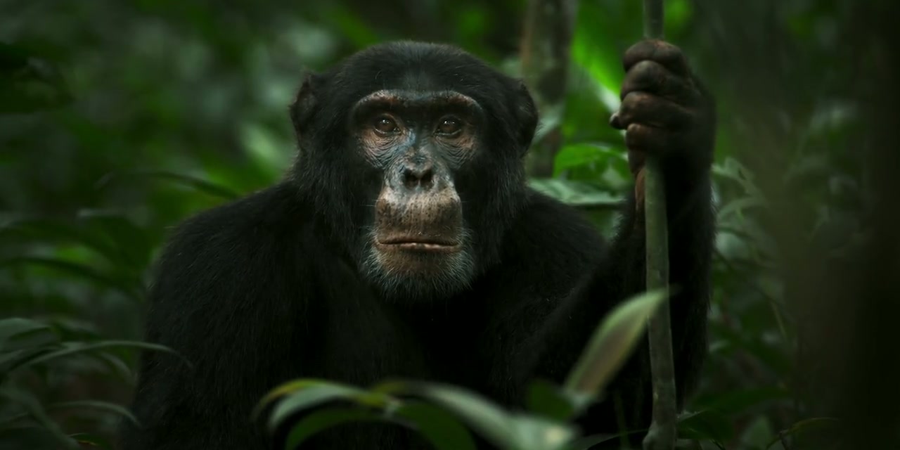 Chimp Empire Screenshot