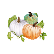 Pumpkin-no-background