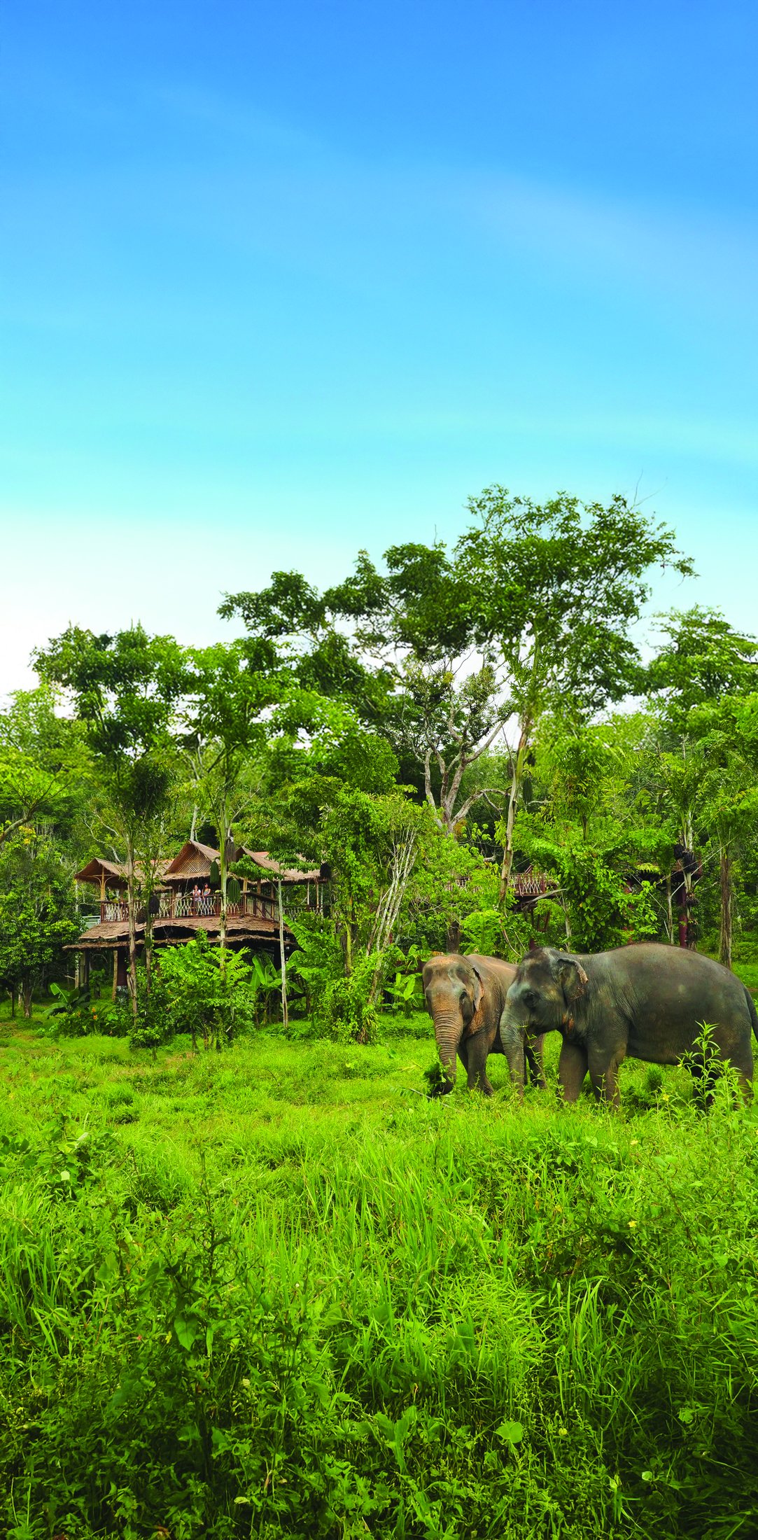Phuket Elephant Sanctuary — Santuari Gajah — foto 3