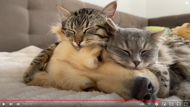 cute