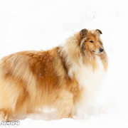 IMG-6593