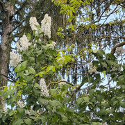 syringa