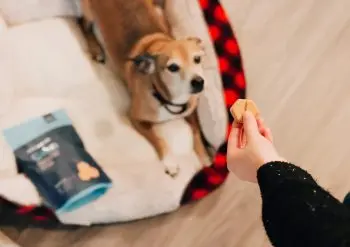 4 Best Upcycled Dog Treats to Go Green
