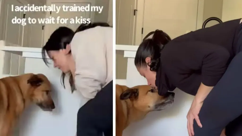 Canine's Cute Condition: Dog Waits for Kiss Before Meal