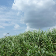 P1330196