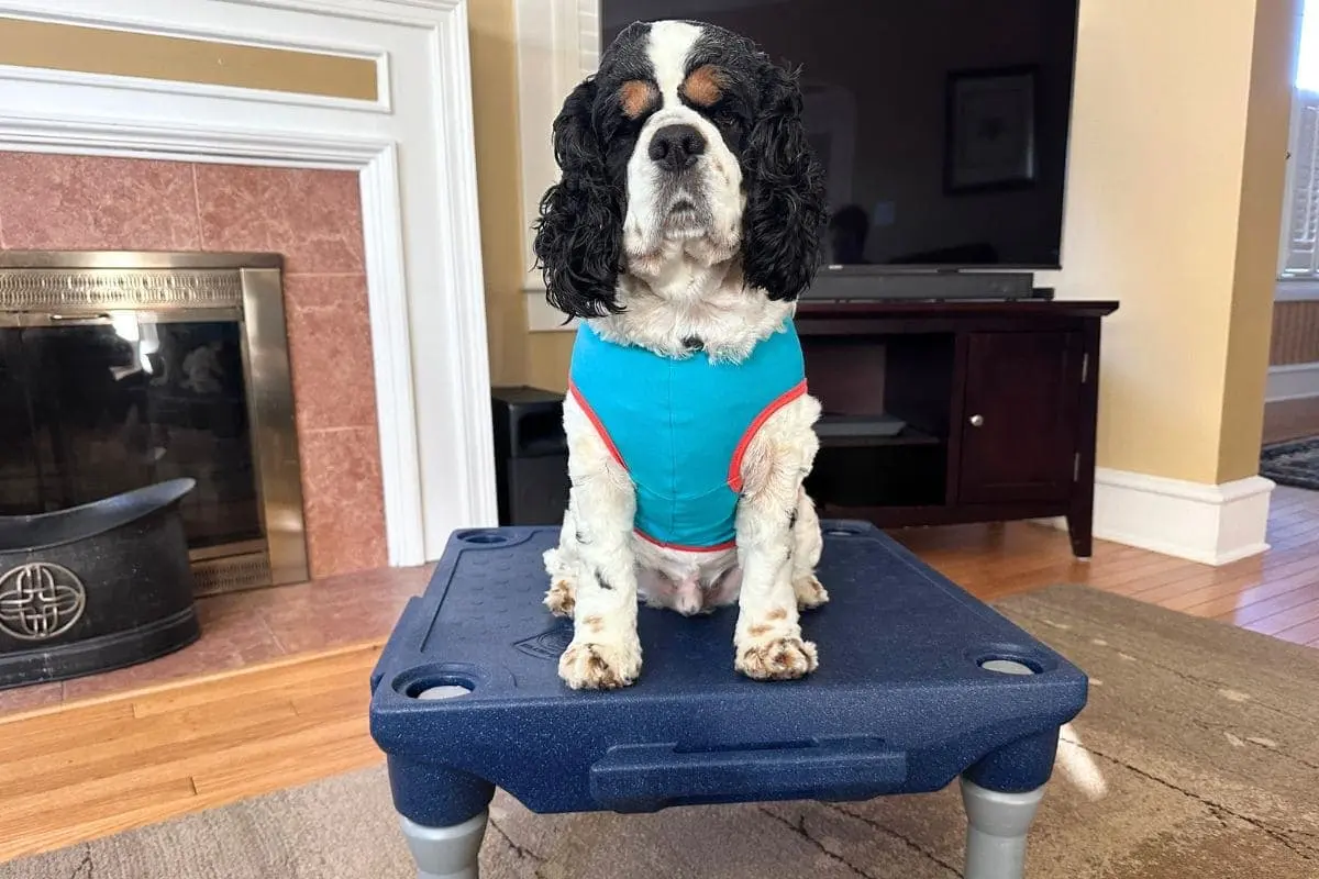 Dog Training: The Importance of "Place" for a Calm Canine
