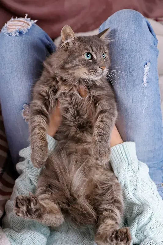 Why Cats Choose to Sleep on Their Owners' Legs