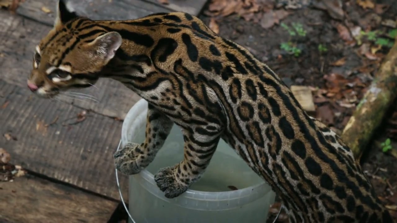 Wildcat Screenshot