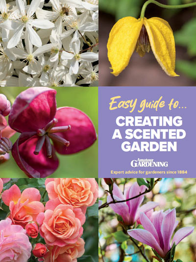 Amateur Gardening: Easy Guide To - Creating A Scented Garden