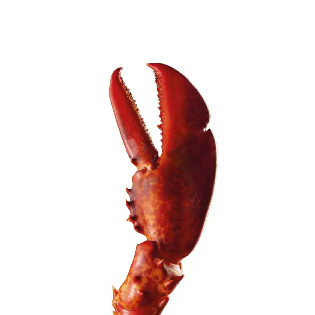 Cartilagine protetta — glucosamina e condroitina