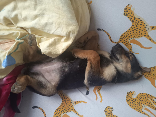 piesu2
