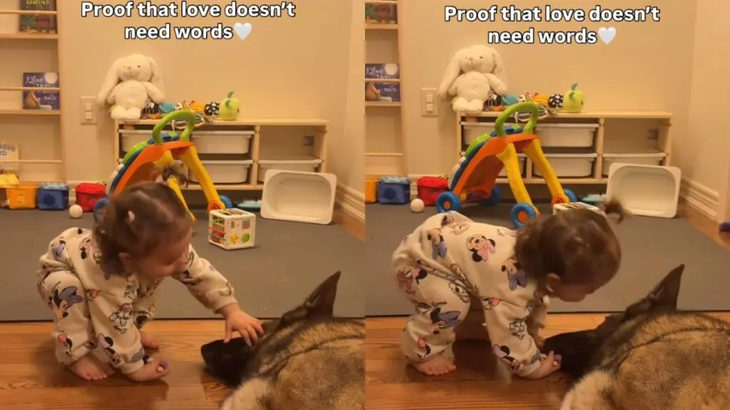 Tender Bond Between Dog and Little Girl Speaks Volumes