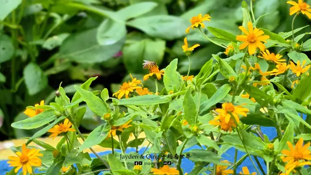 玉蜂谷蜜蜂园13