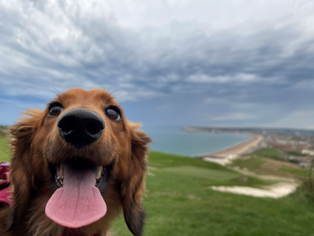 hamish