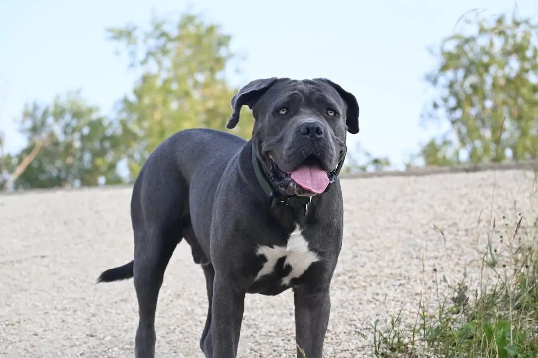 Pit Bulls: A Breed Beset by Controversy