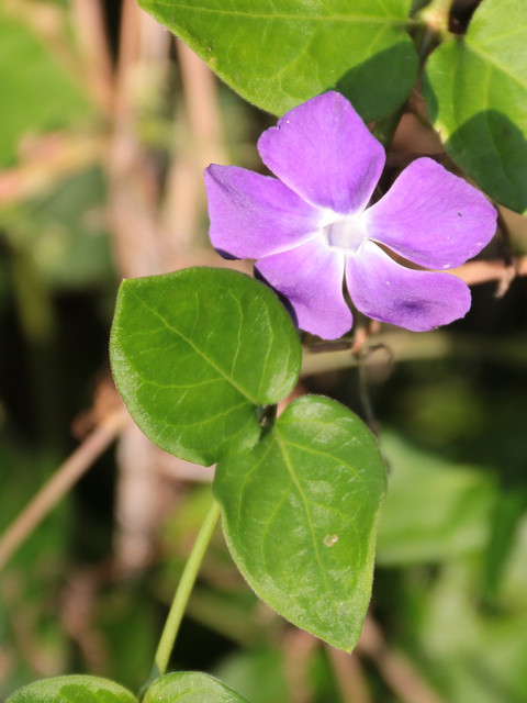Purple flower.jpg