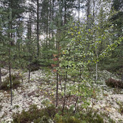 IMG 4811
