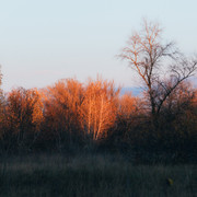 IPB Image