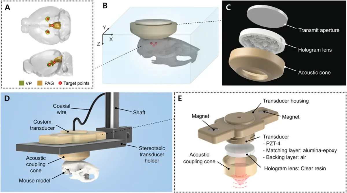 AI‑Powered Holographic System Enables Precise Brain Stimulation