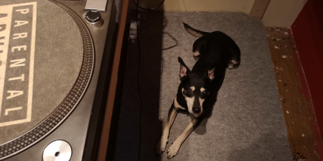 Chico1210er.jpg