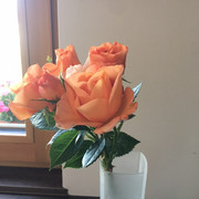 IMG-8940