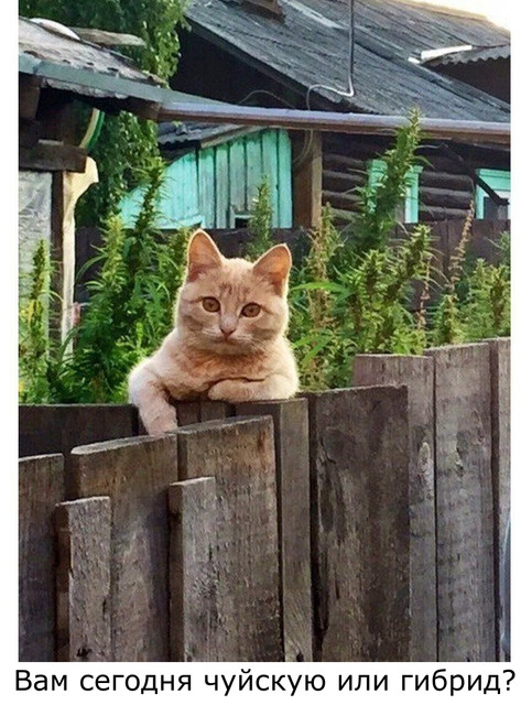 cat