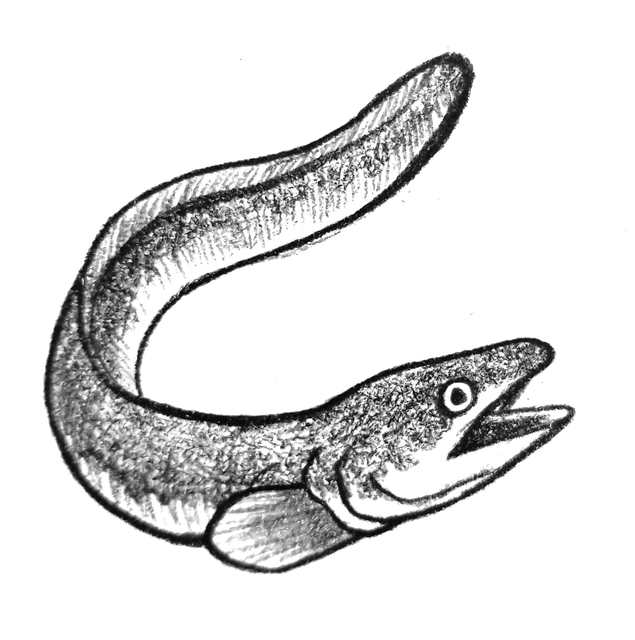 eel button.png