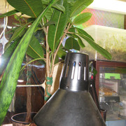 IMG 6442