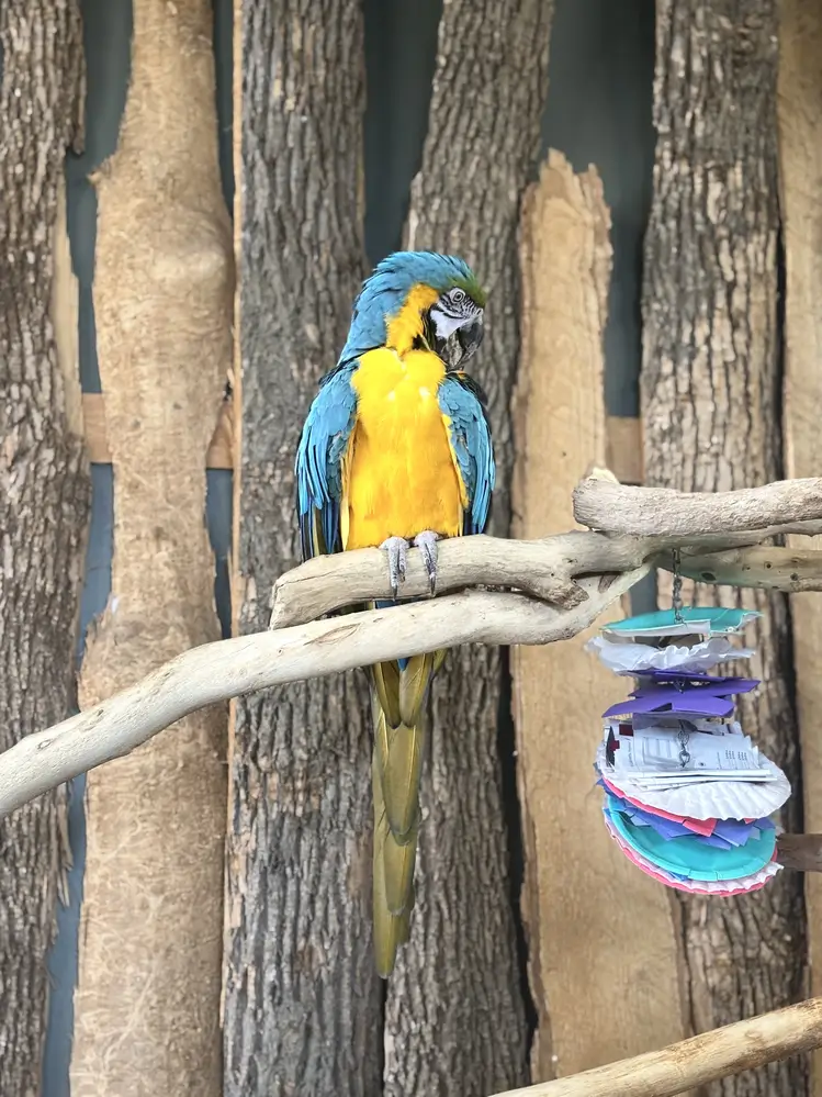 Aviary Macaw