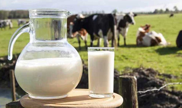 Exploring Abu Dhabi Camel Milk Prices and Where to Buy Milk and Dairy Products in Abu Dhabi