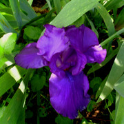 SL371988