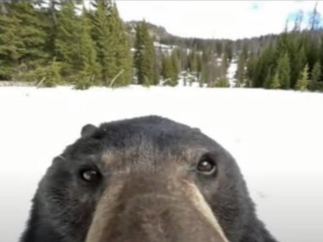 bear