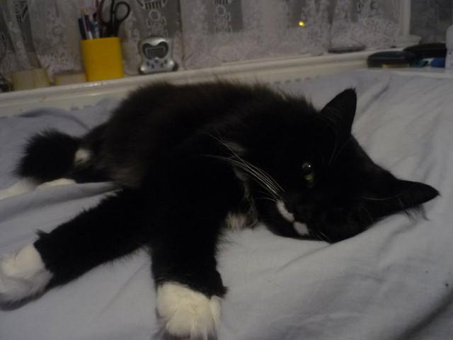 Alice-Pic