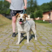 Rufus
