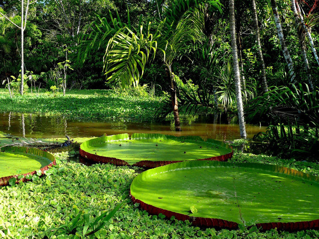 wp4092994-amazon-river-wallpapers